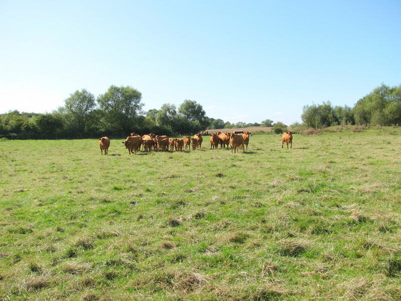 Looking West with the cows looking back at us.