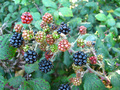 #7: Blackberries that were growing along the South fence.
