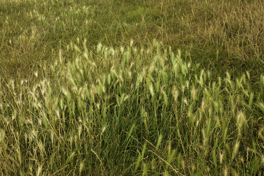 Pygmy wheat - about 6 inches high