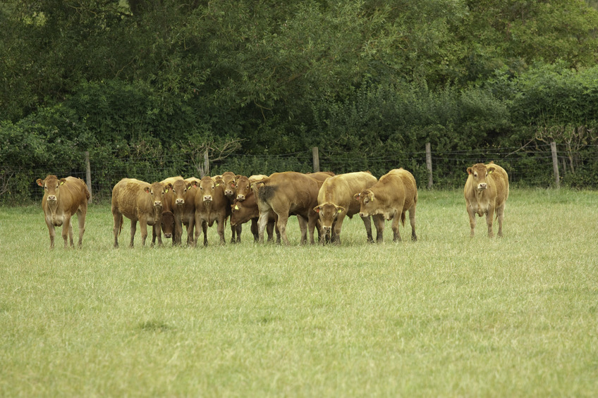 Watchers