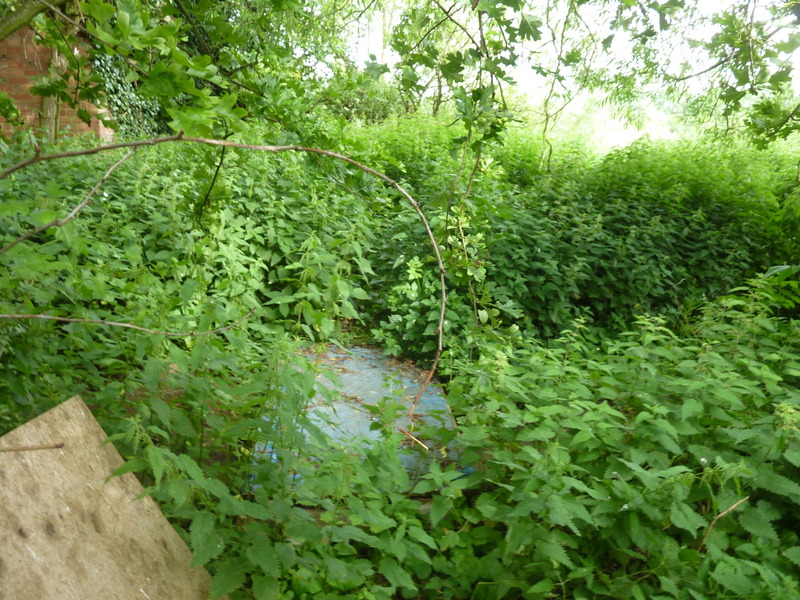 Bridge over stream in the nettle shrubs