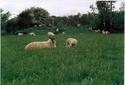 #7: Ahh Mint Sauce!!