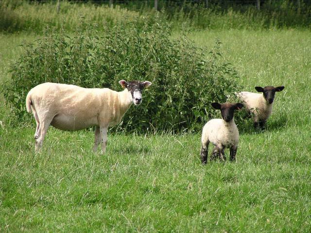 sheep at the confluence