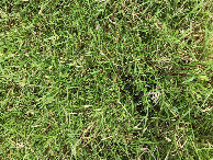#7: ground cover