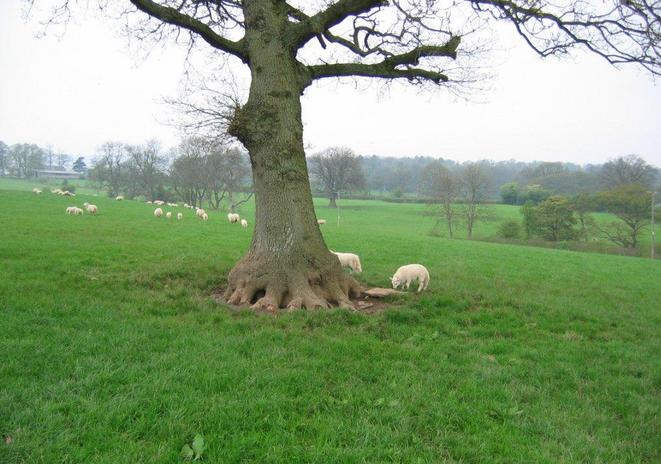 The tree marks the spot.