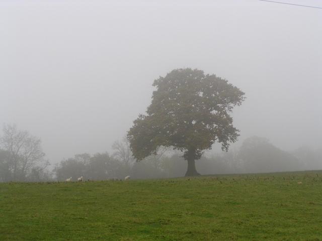 The oak tree in the gloom