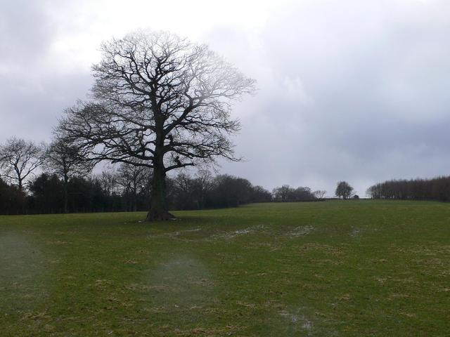 Looking towards the CP and Oak Tree