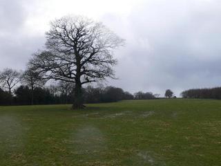 #1: Looking towards the CP and Oak Tree