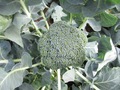 #9: Broccoli