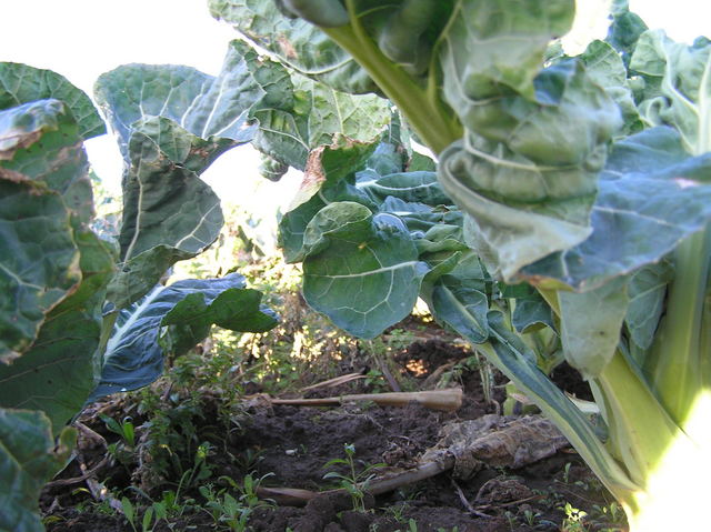 Deep in the groundcover at confluence site, looking north.