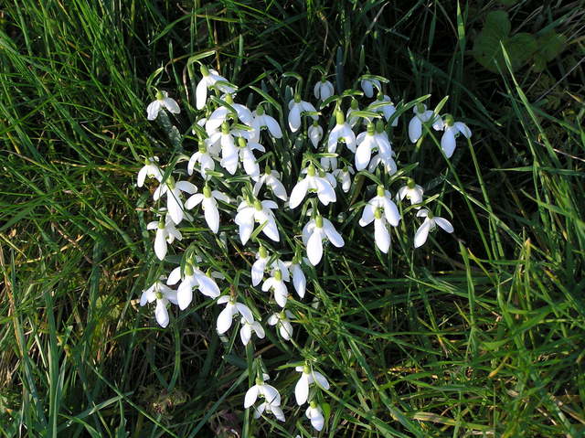 Early snowdrop flowers we encountered en route to the confluence.