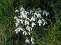 #7: Early snowdrop flowers we encountered en route to the confluence.