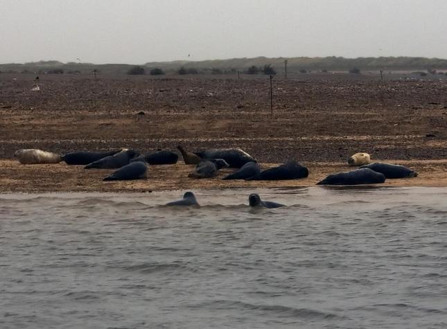 Blakeney Seals