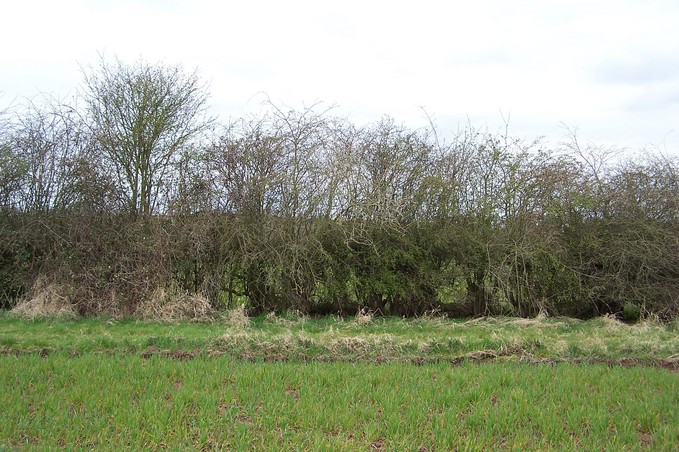 View towards W from the confluence