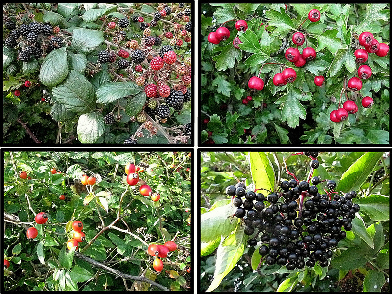 Clockwise from top right: Hawthorn Berries, Elder Berries, Wild Rose Hips, Blackberries.