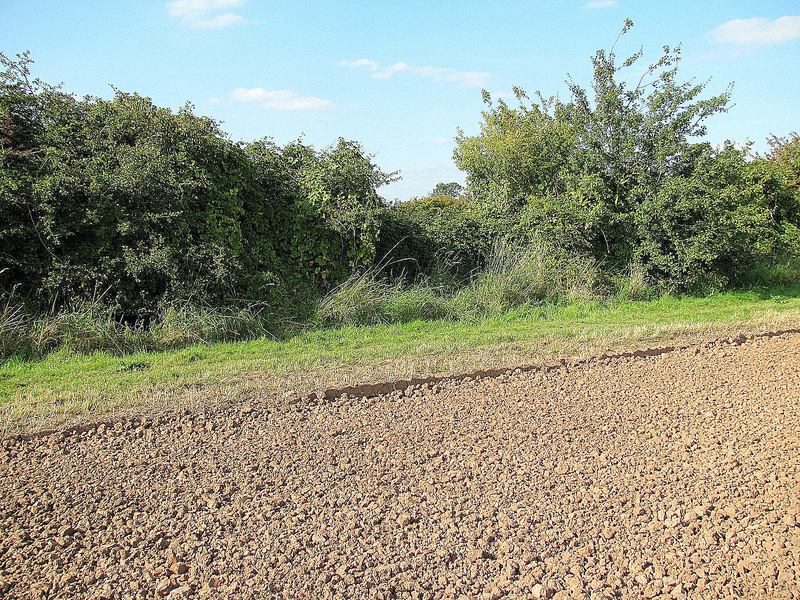 The view North showing the wildlife conservation strip.