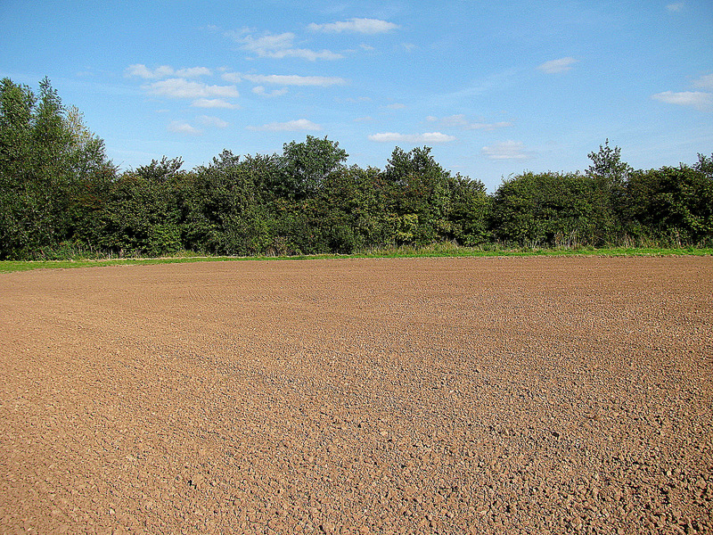 Looking East from the confluence.