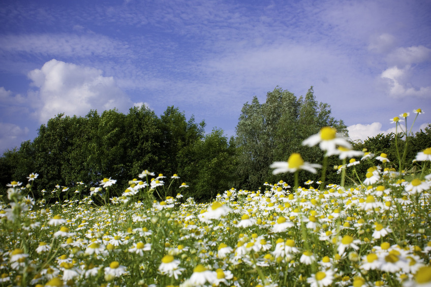 Ground cover