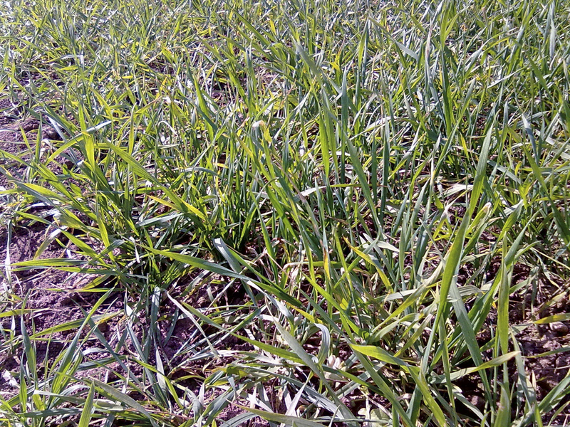 Ground
