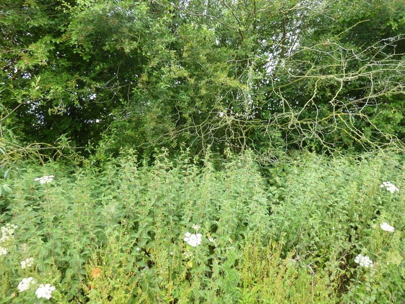 Confluence point behind these shrubs