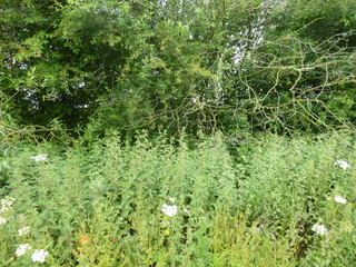 #1: Confluence point behind these shrubs