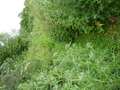 #7: Prickly surroundings