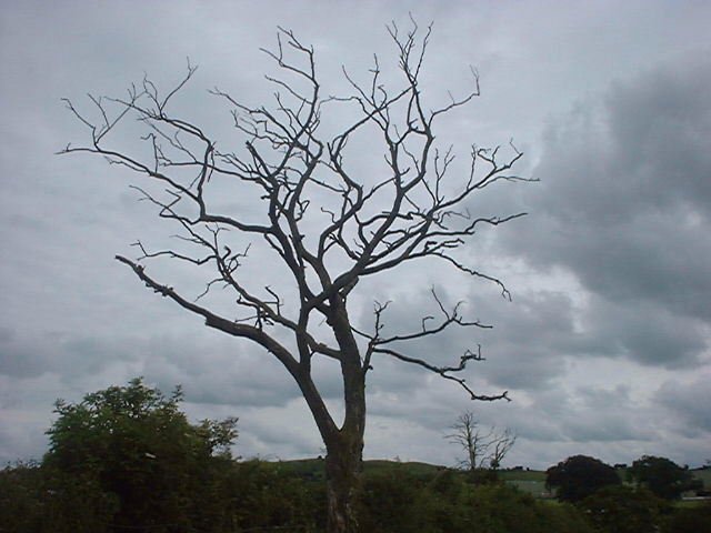 Lightning tree at Harewood Hall Farm
