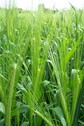 #10: Growing wheat