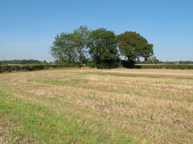 Looking East from the confluence.