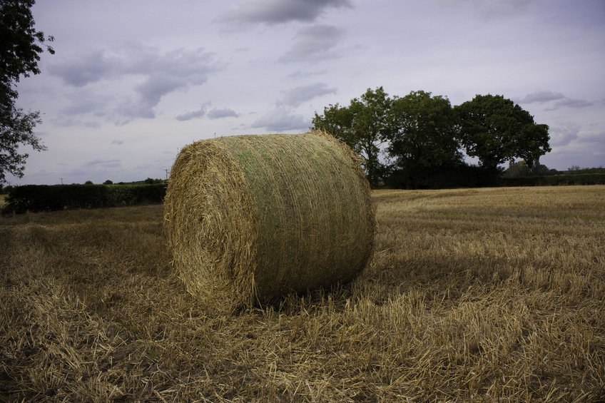 Hay roll