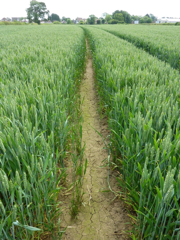 Tractor tracks enabling the approach towards the confluence point