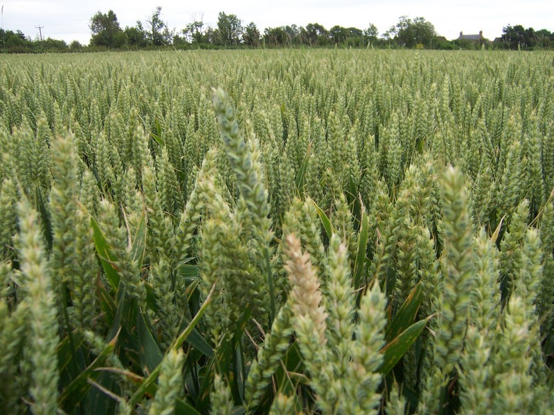 the confluence, in a field of wheat