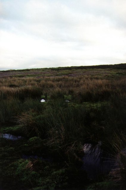 View South
