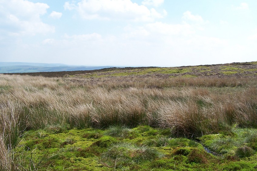 View towards S from the confluence