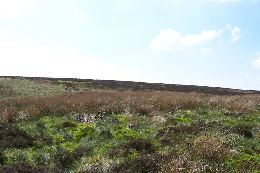 View towards W from the confluence