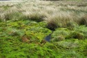 #8: Bog