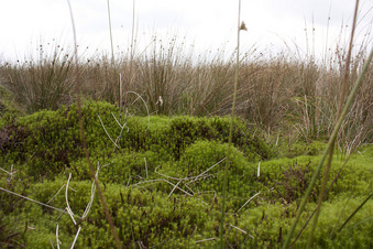 #1: Ground cover