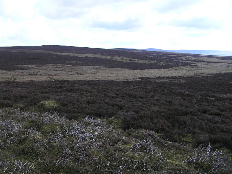 From 100 meters west of the confluence, looking east.  The confluence lies in the lighter vegetation in the center of this photograph.