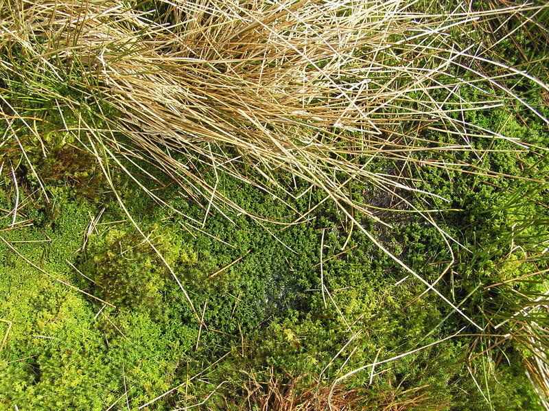 Very soggy, spongy groundcover at the confluence site.