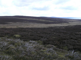 #1: From 100 meters west of the confluence, looking east.  The confluence lies in the lighter vegetation in the center of this photograph.