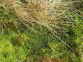 #4: Very soggy, spongy groundcover at the confluence site.