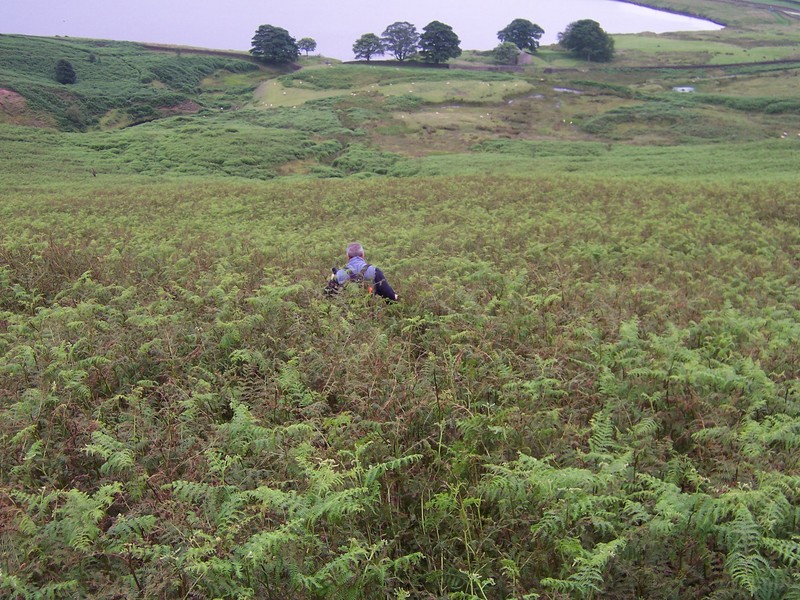 Gordon in the ferns