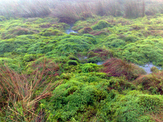 #1: Confluence marshland