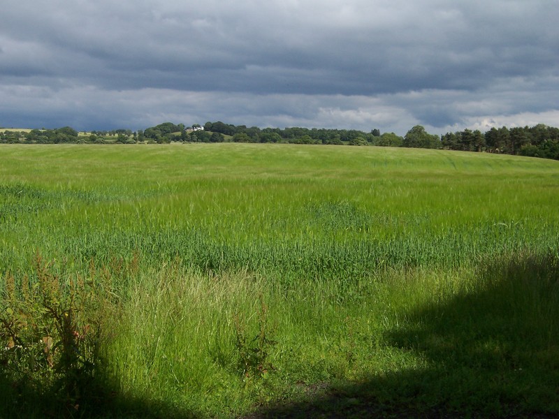 the confluence is about 200 metres out in this field