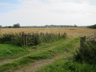 #1: View towards the confluence point from the open gate to the field