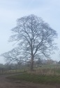 #8: Big tree