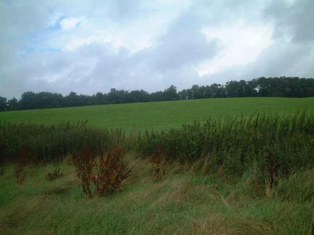 Looking north from the field