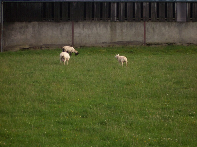 confluence sheep