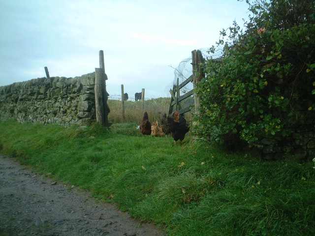 Some local residents