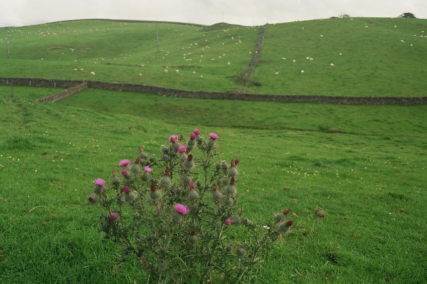 Flower of Scotland near the CP